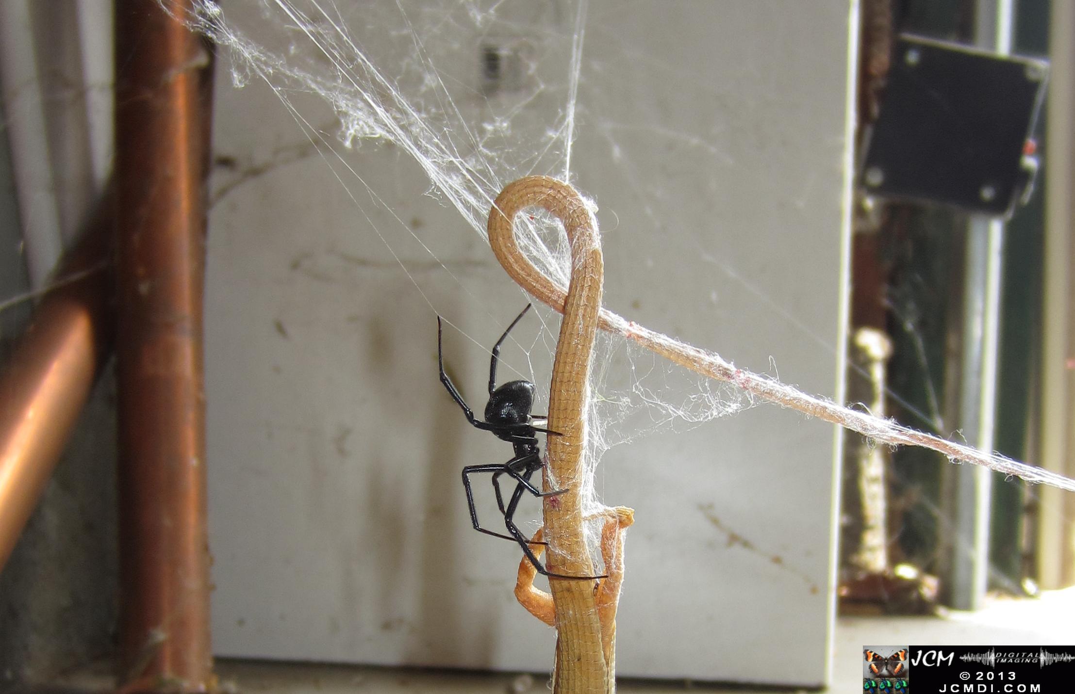 Black Widow vs (and EATS) Alligator Lizard